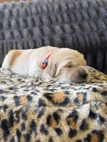 Chevy, a male Golden Retriever for sale in Lockwood, MO – Photo 2 of 2