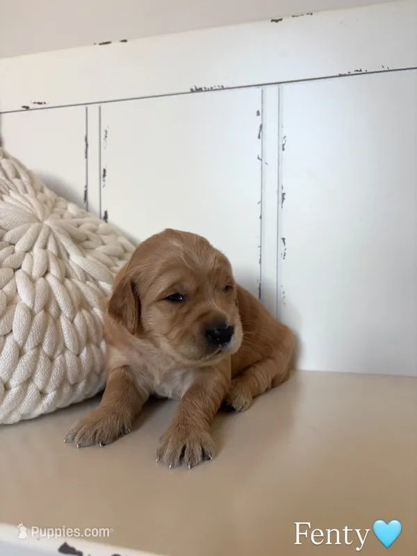 Fenty – Golden Retriever puppy for sale in Lockwood, MO