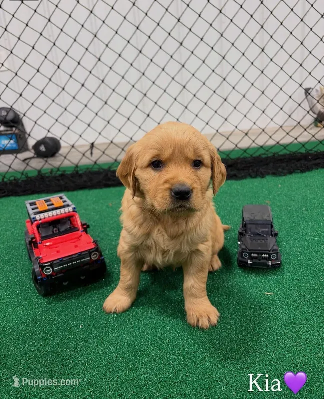 Kia – Golden Retriever puppy for sale in Lockwood, MO