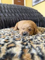 Kia, a female Golden Retriever for sale in Lockwood, MO – Photo 2 of 2