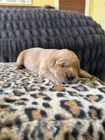 Mercedes, a female Golden Retriever for sale in Lockwood, MO – Photo 2 of 2