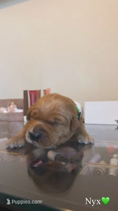 Nyx – Golden Retriever puppy for sale in Lockwood, MO