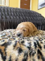 Lexus, a female Golden Retriever for sale in Lockwood, MO – Photo 2 of 2