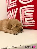 Lexus, a female Golden Retriever for sale in Lockwood, MO – Photo 1 of 2