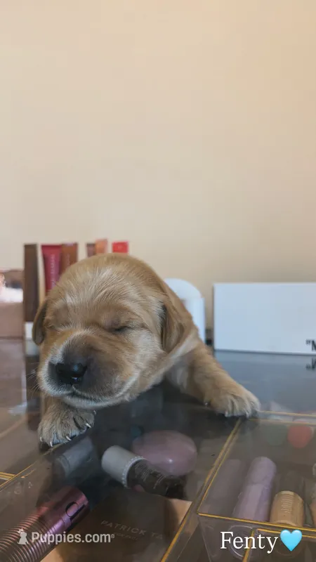 Fenty – Golden Retriever puppy for sale in Lockwood, MO