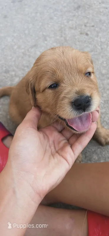 Dior – Golden Retriever puppy for sale in Lockwood, MO