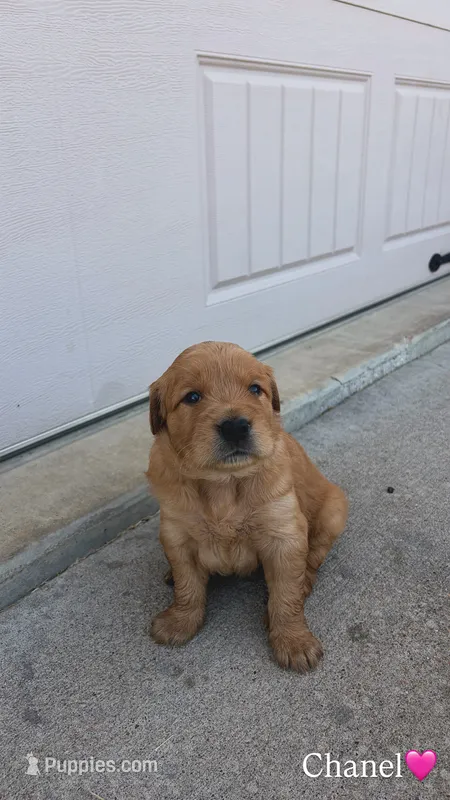 Chanel – Golden Retriever puppy for sale in Lockwood, MO