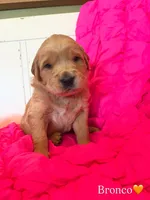 Bronco, a male Golden Retriever for sale in Lockwood, MO – Photo 1 of 3