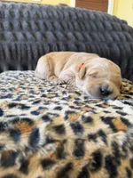 Bronco, a male Golden Retriever for sale in Lockwood, MO – Photo 3 of 3