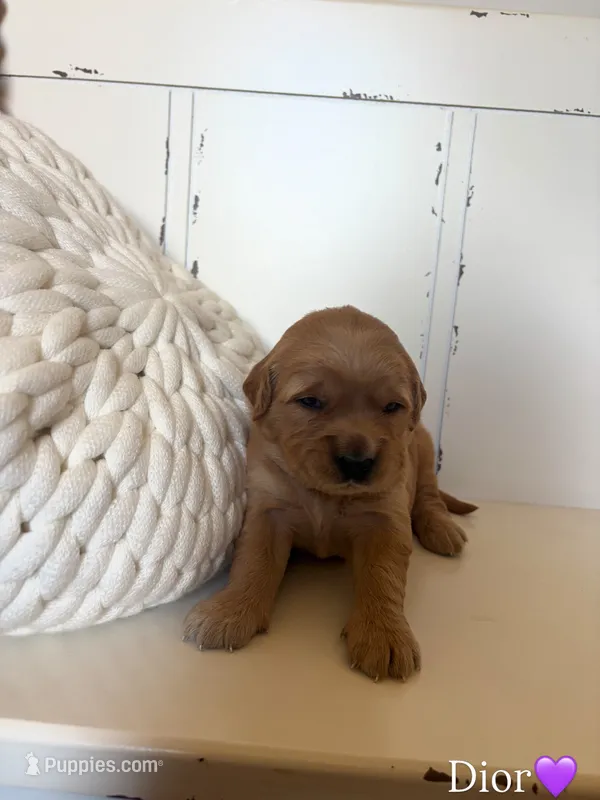 Dior – Golden Retriever puppy for sale in Lockwood, MO