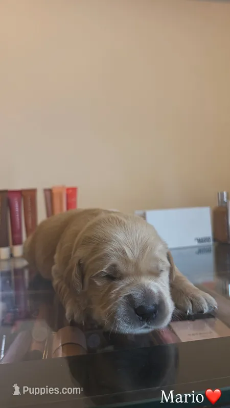 Mario – Golden Retriever puppy for sale in Lockwood, MO