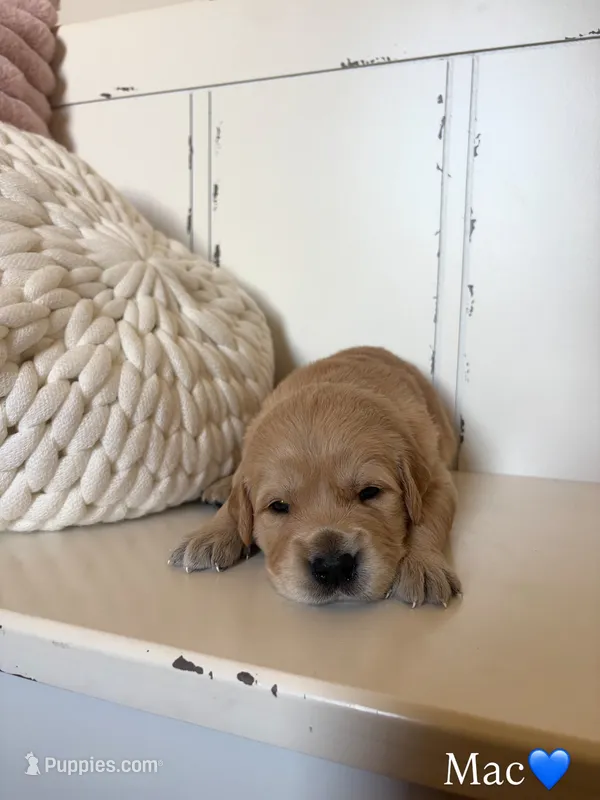 Mac – Golden Retriever puppy for sale in Lockwood, MO