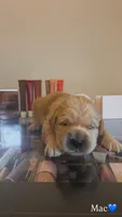 Mac, a male Golden Retriever for sale in Lockwood, MO – 1 of 1