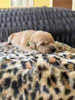 Honda, a female Golden Retriever for sale in Lockwood, MO – Photo 2 of 2