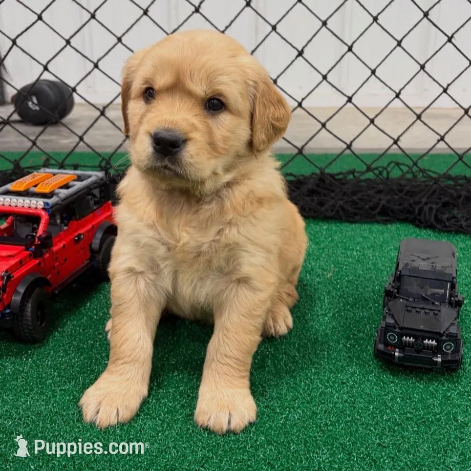 Honda – Golden Retriever puppy for sale in Lockwood, MO