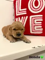 Honda, a female Golden Retriever for sale in Lockwood, MO – Photo 1 of 2