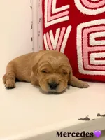 Mercedes, a female Golden Retriever for sale in Lockwood, MO – Photo 1 of 2