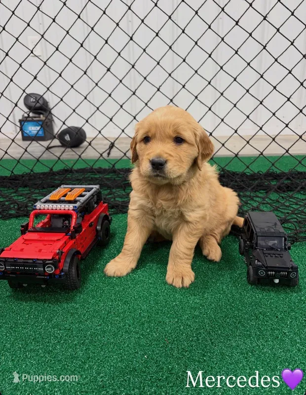 Mercedes – Golden Retriever puppy for sale in Lockwood, MO