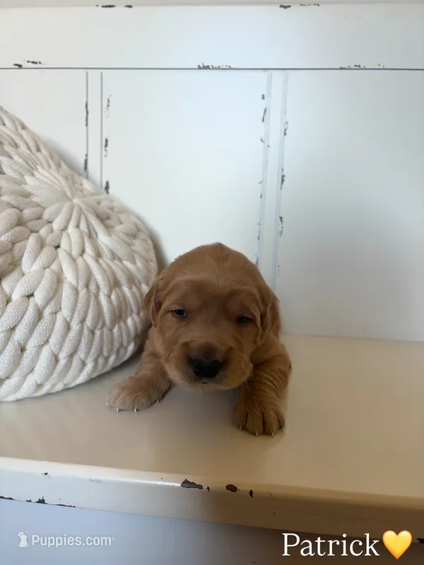 Patrick – Golden Retriever puppy for sale in Lockwood, MO