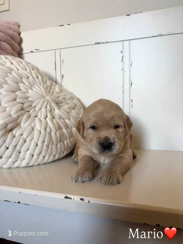 Mario – Golden Retriever puppy for sale in Lockwood, MO