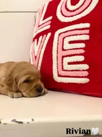 Rivian, a female Golden Retriever for sale in Lockwood, MO – Photo 1 of 2