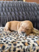 Rivian, a female Golden Retriever for sale in Lockwood, MO – Photo 2 of 2