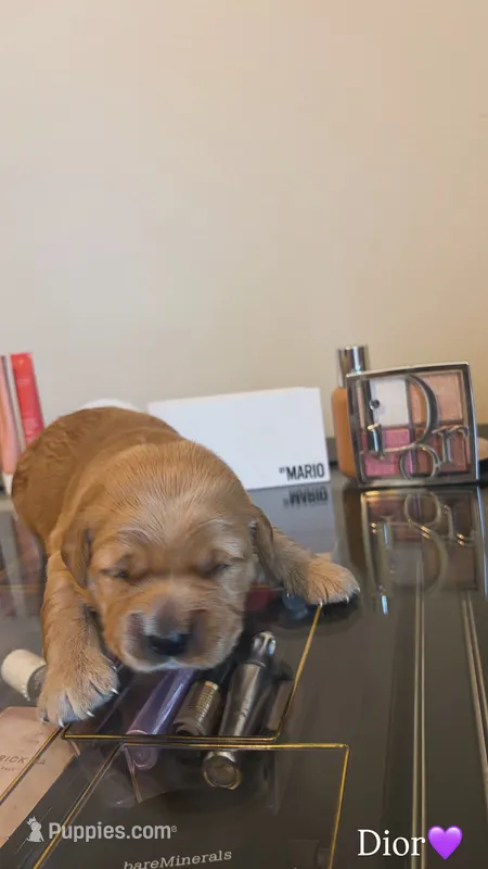 Dior – Golden Retriever puppy for sale in Lockwood, MO
