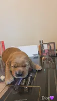 Dior, a female Golden Retriever for sale in Lockwood, MO – 1 of 1