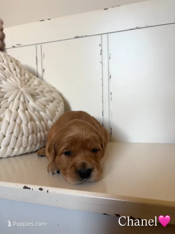 Chanel – Golden Retriever puppy for sale in Lockwood, MO