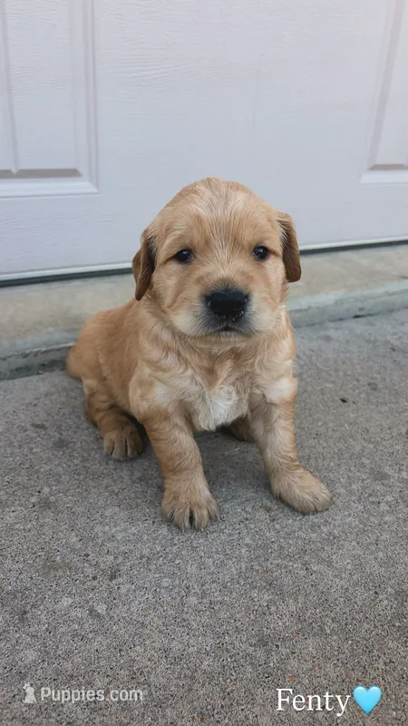 Fenty – Golden Retriever puppy for sale in Lockwood, MO