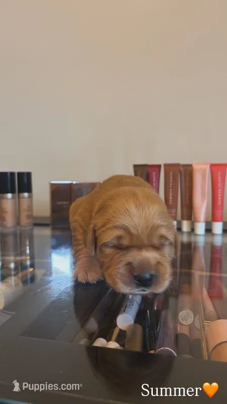 Summer – Golden Retriever puppy for sale in Lockwood, MO