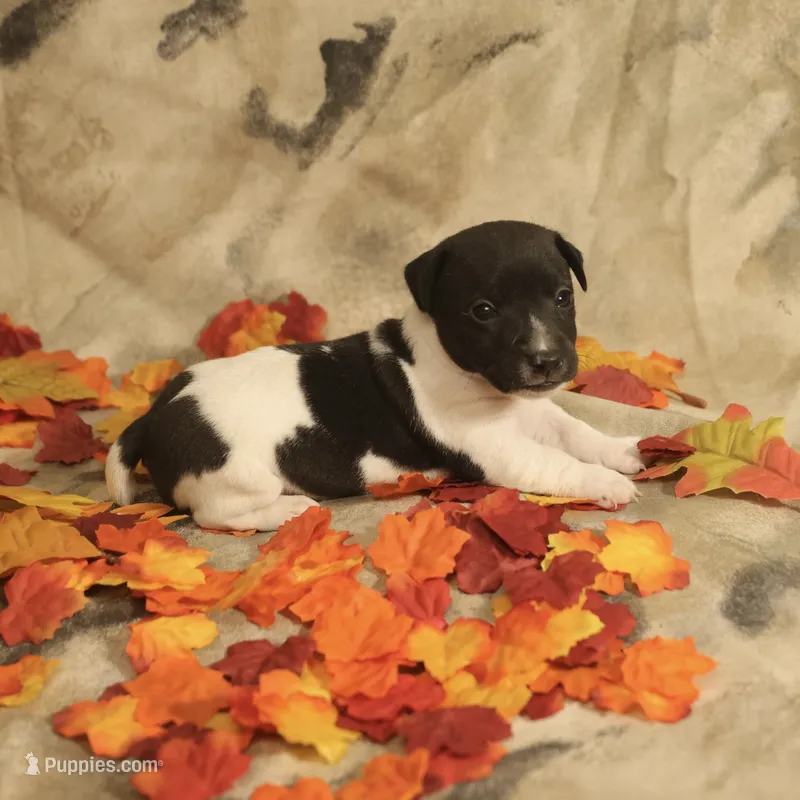 Jasper, a male Jack Russell Terrier for sale in Hindman, KY – 1 of 4