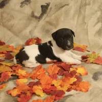 Jasper, a male Jack Russell Terrier for sale in Hindman, KY – 1 of 4