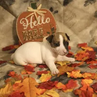 Theodore, a male Jack Russell Terrier for sale in Hindman, KY – 4 of 4
