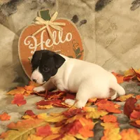 Chloe, a female Jack Russell Terrier for sale in Hindman, KY – 4 of 4