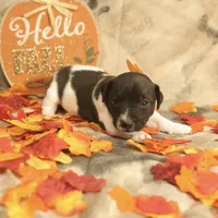 Lincoln, a male Jack Russell Terrier for sale in Hindman, KY – 2 of 4