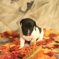 Candace, a female Jack Russell Terrier for sale in Hindman, KY – 3 of 4