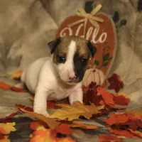 Theodore, a male Jack Russell Terrier for sale in Hindman, KY – 1 of 4