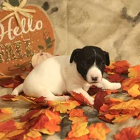 Chloe, a female Jack Russell Terrier for sale in Hindman, KY – 2 of 4