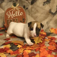 Theodore, a male Jack Russell Terrier for sale in Hindman, KY – 3 of 4