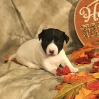 Chloe, a female Jack Russell Terrier for sale in Hindman, KY – 1 of 4