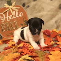 Candace, a female Jack Russell Terrier for sale in Hindman, KY – 1 of 4