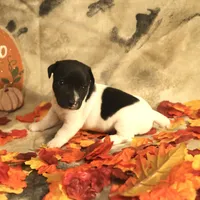 Candace, a female Jack Russell Terrier for sale in Hindman, KY – 2 of 4