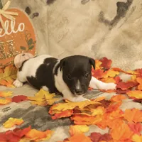 Jasper, a male Jack Russell Terrier for sale in Hindman, KY – 4 of 4