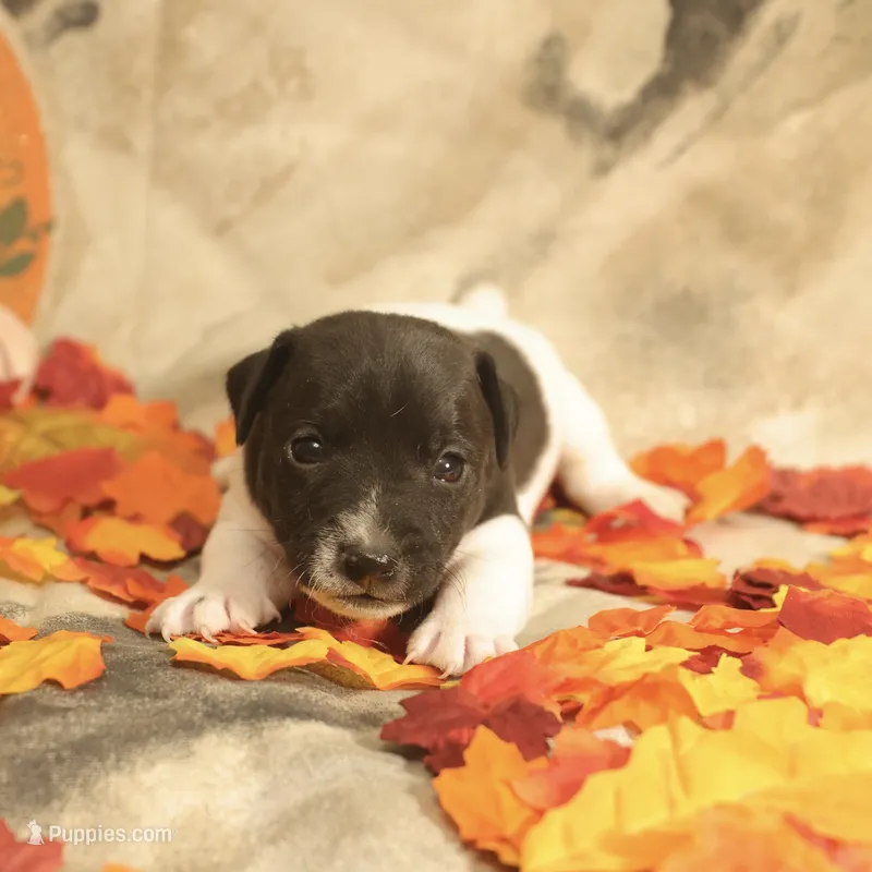 Lincoln, a male Jack Russell Terrier for sale in Hindman, KY – 1 of 4