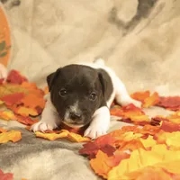 Lincoln, a male Jack Russell Terrier for sale in Hindman, KY – 1 of 4