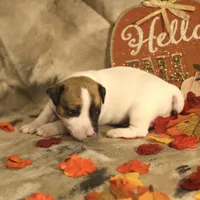 Theodore, a male Jack Russell Terrier for sale in Hindman, KY – 2 of 4