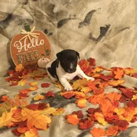 Jasper, a male Jack Russell Terrier for sale in Hindman, KY – 3 of 4