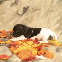 Lincoln, a male Jack Russell Terrier for sale in Hindman, KY – 4 of 4