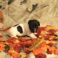 Candace, a female Jack Russell Terrier for sale in Hindman, KY – 4 of 4